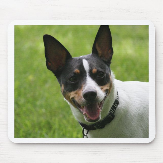 Tapis De Souris Rat terrier (Devant)