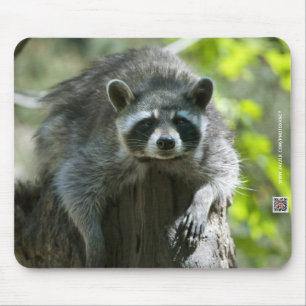 Tapis de souris Raton laveur