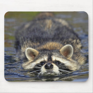 Tapis De Souris Raton laveur adulte, lotorOrder de Procyon :