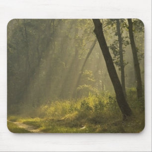 Tapis De Souris Rayons de lumière du matin à travers les arbres da