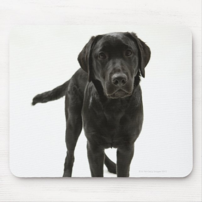 Tapis De Souris Récupérateur de labrador noir (Devant)