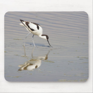 Tapis De Souris Recurvirostra avosetta
