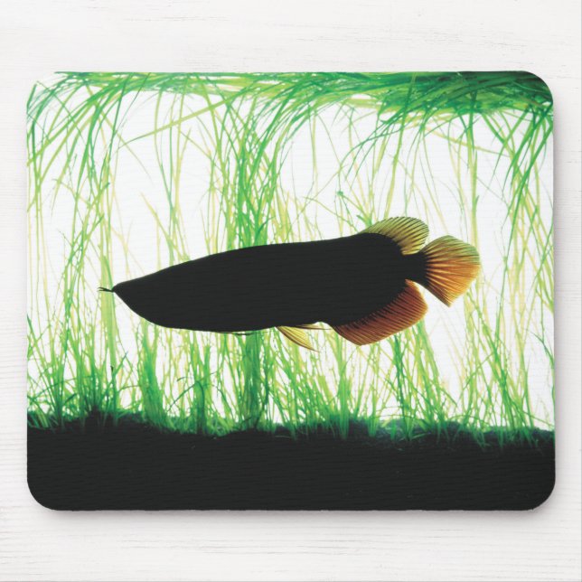 Tapis De Souris Redtail Golden Arowana (Devant)