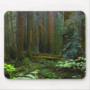 Tapis De Souris Redwoods Dans Le Parc National De Muir Woods