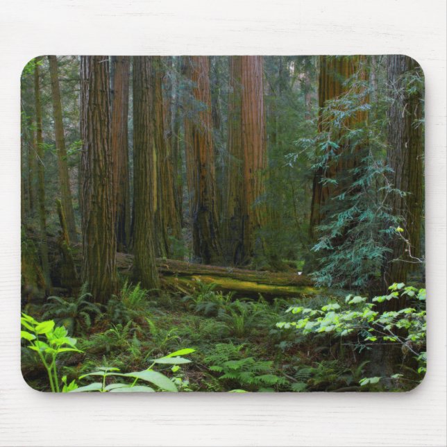 Tapis De Souris Redwoods Dans Le Parc National De Muir Woods (Devant)