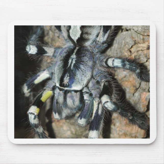 Tapis De Souris Regalis de Poecilotheria (Devant)