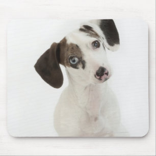 Tapis De Souris Regarder femelle de chiot de teckel/chiwawa