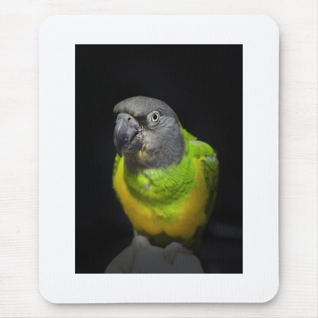 Tapis De Souris Regarder Teecoo de perroquet du Sénégal (Devant)