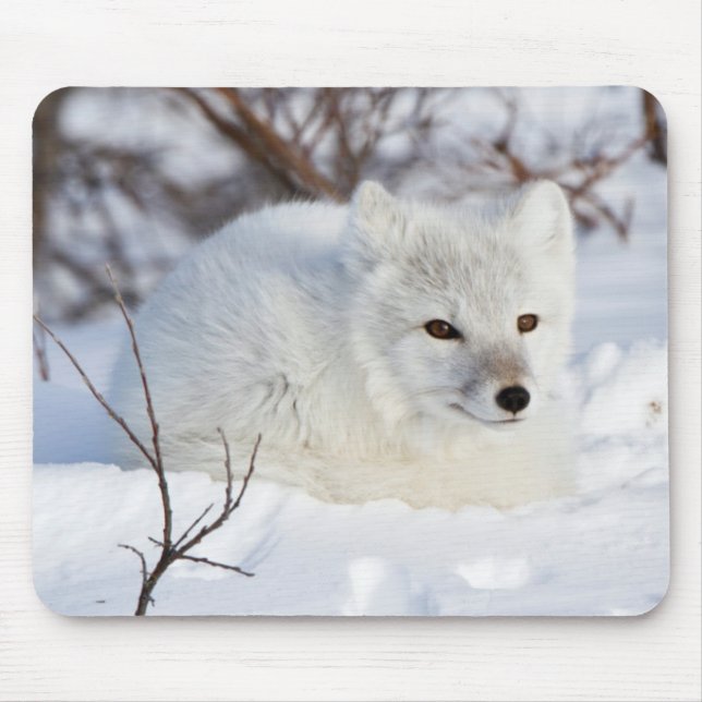 Tapis De Souris Renard arctique en hiver (Devant)