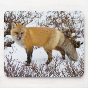 Tapis De Souris Renard rouge dans la neige en hiver