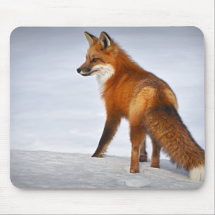 Tapis De Souris Renard rouge en hiver