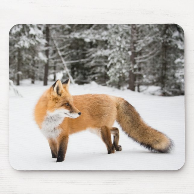 Tapis De Souris Renard rouge en neige blanche (Devant)