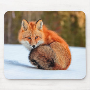 Tapis De Souris Renard Rouge En Neige   Yukon