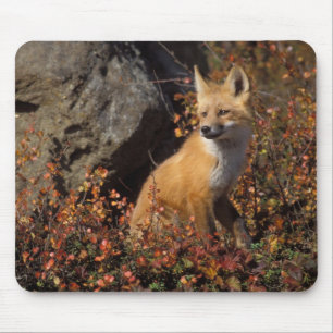 Tapis De Souris renard roux, Vulpes vulpes