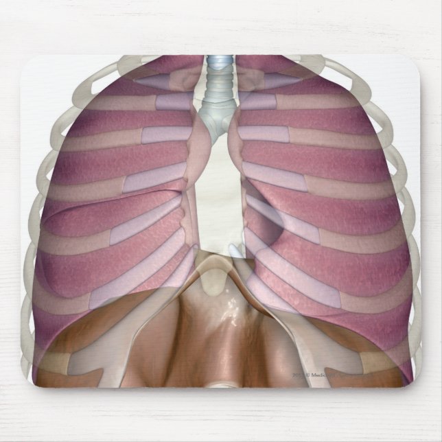 Tapis De Souris rendu 3d de l'appareil respiratoire (Devant)