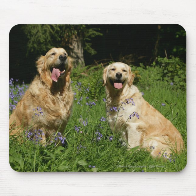 Tapis De Souris Retreivers d'or dans l'herbe (Devant)