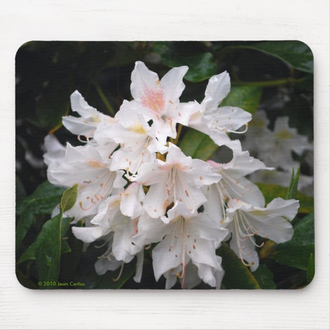 Tapis De Souris Rhododendron blanc Mousepad (Devant)