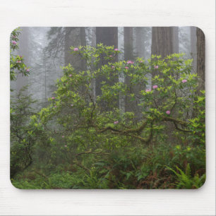 Tapis De Souris Rhododendron dans le parc national Redwood en Cali