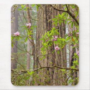 Tapis De Souris Rhododendrons florissants   Redwoods State Park, C