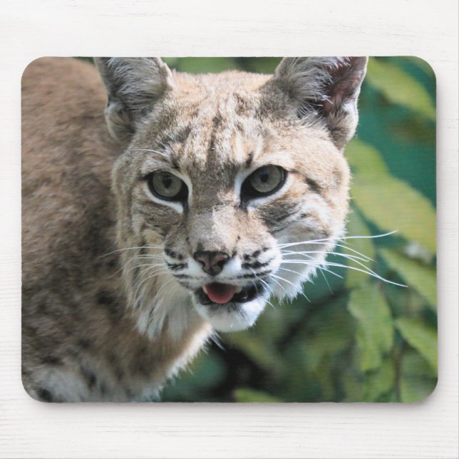 Tapis De Souris Robert J. Bobcat (Devant)
