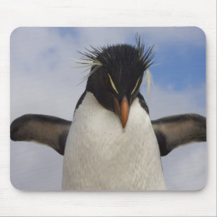 Tapis De Souris Rockhopper Penguin Eudyptes chrysocome