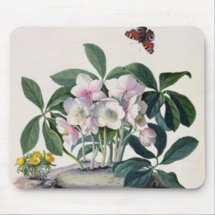 Tapis De Souris Rose de Noël (Helleborus Niger) et hiver Aconi