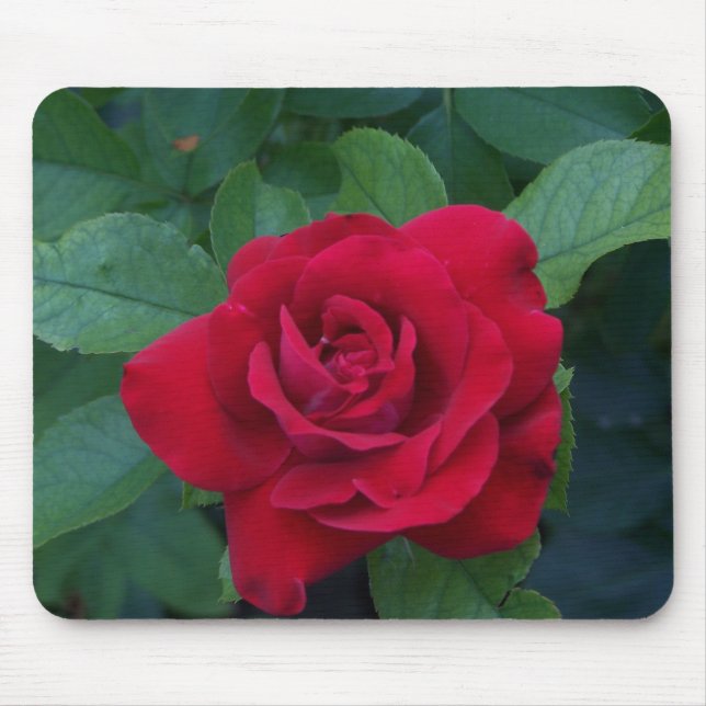 Tapis De Souris Rose rouge proche (Devant)