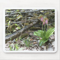 Rose Slipper orchid