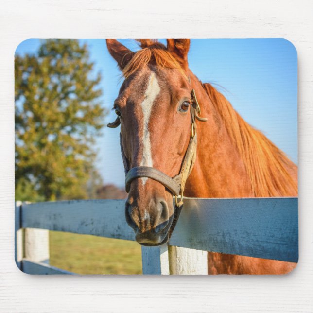 Tapis De Souris Rose Twilight | Thoroughbred Race Horse (Devant)