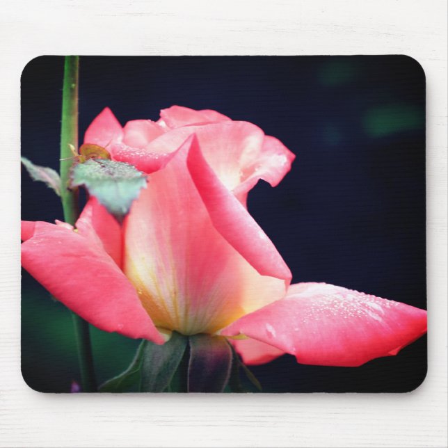 Tapis De Souris Rosebud rose délicieux Fleur (Devant)