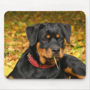 Tapis De Souris Rottweiler Pup Allongé Sur Le Terrain Dans La Forê