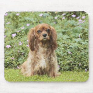 Tapis De Souris Ruby Cavalier King Charles Spaniel dans l'herbe