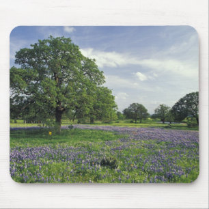 Tapis De Souris S.A, États-Unis, Texas, lac Buchanan, chênes et bl
