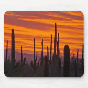 Tapis De Souris Saguaro, coucher du soleil, Parc national du Sagua