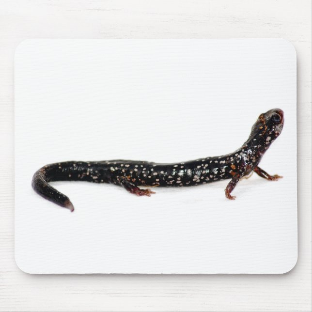 Tapis De Souris salamandre repérée de mousepad de l'Amérique du (Devant)