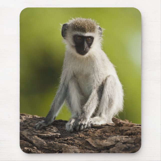 Tapis De Souris Samburu Game Reserve, Kenya, Vervet Monkey, (Devant)