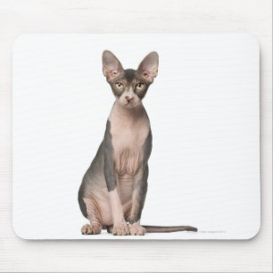 Tapis De Souris Séance de Sphynx (7 mois)