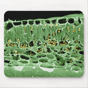 Tapis De Souris Section transversale de feuille