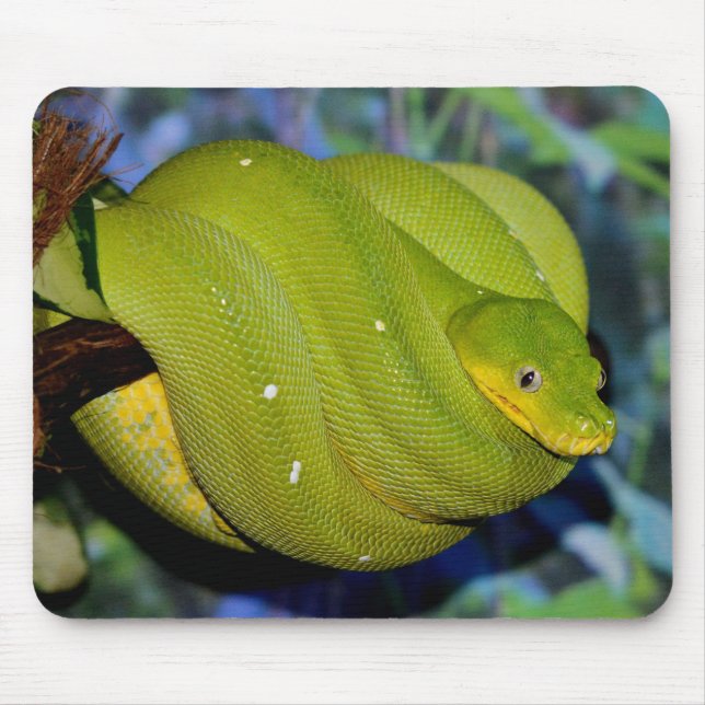 Tapis De Souris Serpent de Boa Emerald Tree (Devant)
