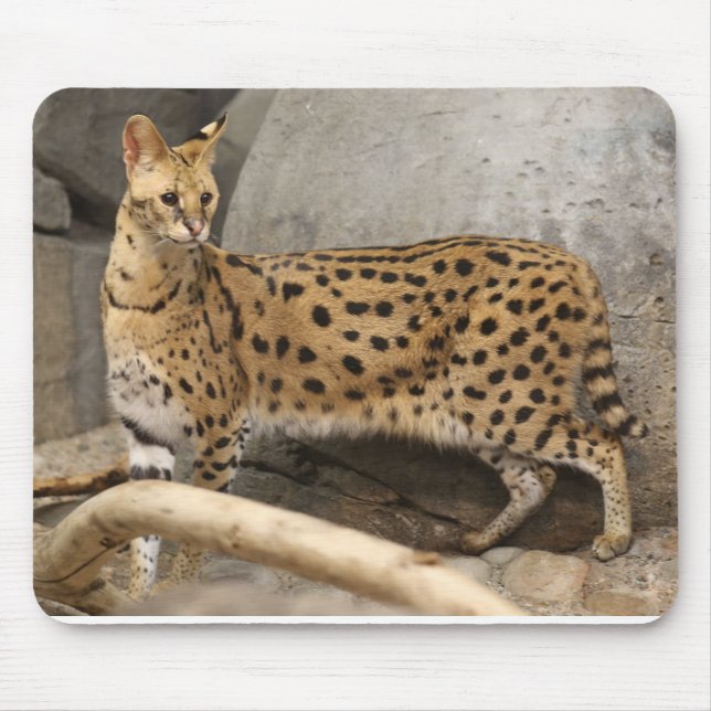 Tapis De Souris Serval africain élégant et fonctionnel (Devant)