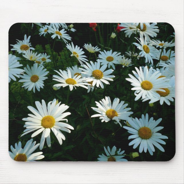 Tapis De Souris Shasta Daisies II (Devant)