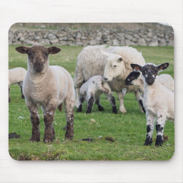 Tapis De Souris Shetland Sheep (Devant)