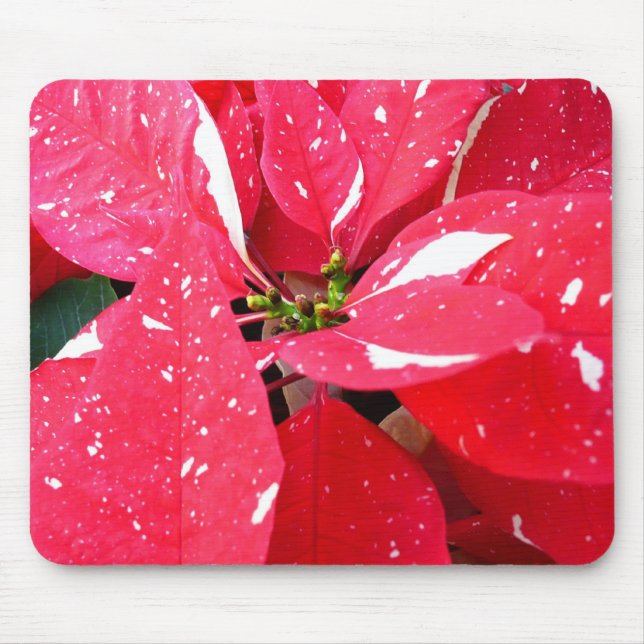 Tapis De Souris Shimmer Star Surprise Poinsettia vacances Florale (Devant)