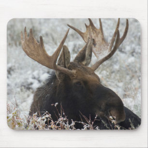 Tapis De Souris Shiras Bull Moose