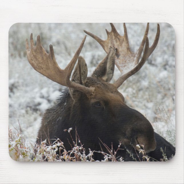 Tapis De Souris Shiras Bull Moose (Devant)