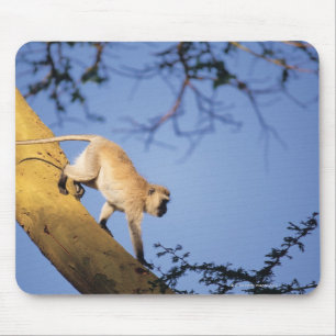 Tapis De Souris Singe vervet sur branche d'arbre, Serengeti