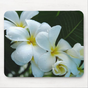 Tapis De Souris Sleek elegance: the white frangipani flower