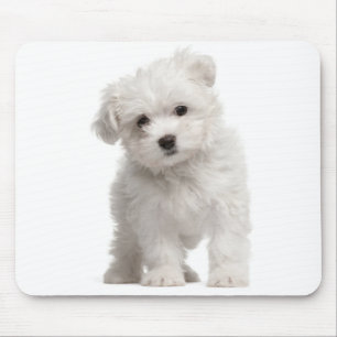 Tapis De Souris Souris de Chien à chiots blancs maltais