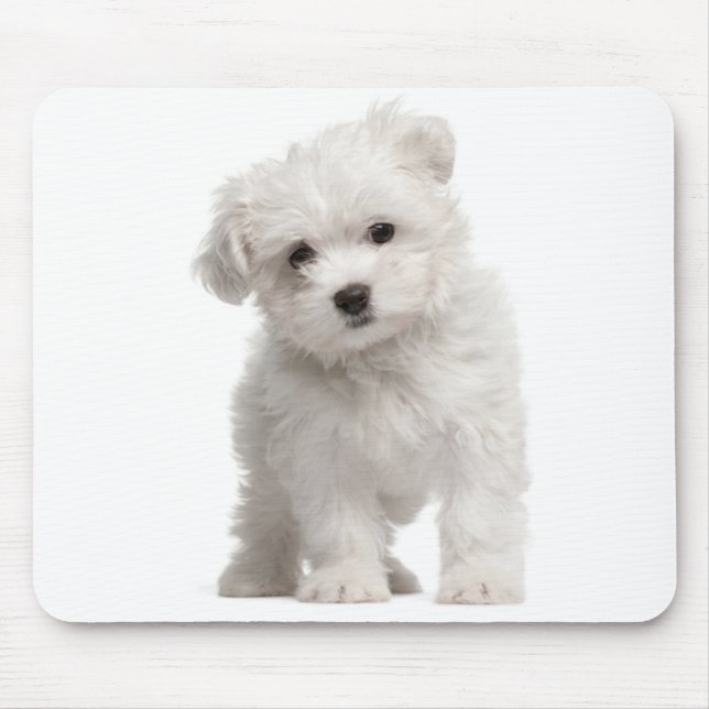 Tapis De Souris Souris de Chien à chiots blancs maltais (Devant)