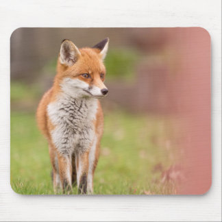 Tapis De Souris Souris Fox Vixen